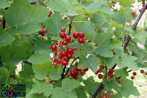 Ribes rubrum (1200 x 800)5.jpg_product